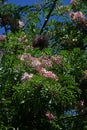 Java cassia, pink shower or apple blossom tree Royalty Free Stock Photo