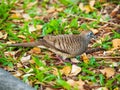 Java dove is having sunbathing Royalty Free Stock Photo
