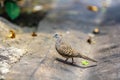 Java dove walking on the urban street. Royalty Free Stock Photo