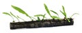 Java fern tied in bogwood Royalty Free Stock Photo