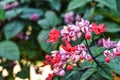 Java glory bean, red bleeding heart vine, glory bowers with blurred background. Royalty Free Stock Photo