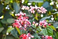 Java glory bean, red bleeding heart vine, glory bowers with blurred background. Royalty Free Stock Photo