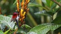 This is a The Java honeybird. The Java honeybird belongs to the Nectariniidae group of birds. Royalty Free Stock Photo