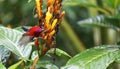 This is a The Java honeybird. The Java honeybird belongs to the Nectariniidae group of birds. Royalty Free Stock Photo