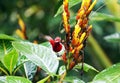 This is a The Java honeybird. The Java honeybird belongs to the Nectariniidae group of birds. Royalty Free Stock Photo