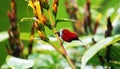 This is a The Java honeybird. The Java honeybird belongs to the Nectariniidae group of birds. Royalty Free Stock Photo