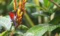 This is a The Java honeybird. The Java honeybird belongs to the Nectariniidae group of birds. Royalty Free Stock Photo