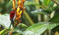 This is a The Java honeybird. The Java honeybird belongs to the Nectariniidae group of birds. Royalty Free Stock Photo