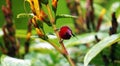 This is a The Java honeybird. The Java honeybird belongs to the Nectariniidae group of birds. Royalty Free Stock Photo