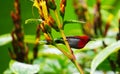 This is a The Java honeybird. The Java honeybird belongs to the Nectariniidae group of birds. Royalty Free Stock Photo