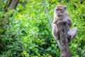 Java Macaque sitting on a tree in the Monkey Jungle