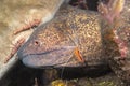 Java moray eel being cleaned by shrimp