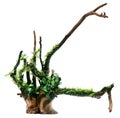 Java moss and anubias tied in bogwood Royalty Free Stock Photo