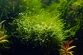 java moss oxygenate after plant trimming and water change, freshwater Amano Dutch style planted iwagumi aquascape, bright LED Royalty Free Stock Photo