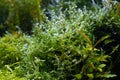 Java moss plant oxygenate air bubble, pearling process after water change, freshwater Amano style planted iwagumi aquascape Royalty Free Stock Photo