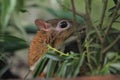 Java mouse-deer