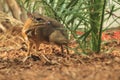 Java mouse deer