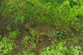 Java mouse-deer hiding in thicket. Tragulus javanicus in forest