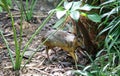 Java mouse-deer Tragulus javanicus the smallest artiodactyl on the planet