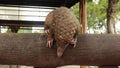 Java Pangolin climbs a wooden log.. Manis javanica on wood construction. It was smuggled in Asia. Because it is