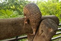 Java Pangolin climbs a wooden log.. Manis javanica on wood construction. It was smuggled in Asia. Because it is