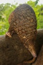 Java Pangolin climbs a wooden log.. Manis javanica on wood construction. It was smuggled in Asia. Because it is
