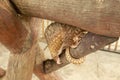 Java Pangolin climbs a wooden log.. Manis javanica on wood construction. It was smuggled in Asia. Because it is