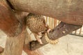 Java Pangolin climbs a wooden log.. Manis javanica on wood construction. It was smuggled in Asia. Because it is