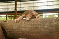 Java Pangolin climbs a wooden log.. Manis javanica on wood construction. It was smuggled in Asia. Because it is