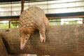 Java Pangolin climbs a wooden log.. Manis javanica on wood construction. It was smuggled in Asia. Because it is