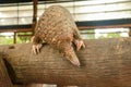 Java Pangolin climbs a wooden log.. Manis javanica on wood construction. It was smuggled in Asia. Because it is