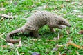 Java Pangolin manis javanica Royalty Free Stock Photo