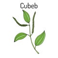 Java pepper Piper cubeba , or cubeb, medicinal plant