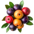 Java plum fruit isolated image Royalty Free Stock Photo