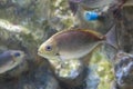 Java rabbitfish or Bluespotted spinefish or Streaked spinefoot