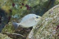 Java rabbitfish or Bluespotted spinefish or Streaked spinefoot