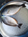 Java rabbitfish or Bluespotted spinefish or Streaked spinefoot ( Siganus javus ) fish in a steel tray