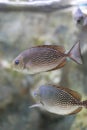 Java rabbitfish or Bluespotted spinefish or Streaked spinefoot