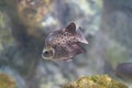 Java Rabbitfish (Siganus javus)