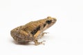 Java Rice Frog, Javan Chorus-frog, Microhyla achatina Javanese Narrow-mouthed Frog isolated on white background