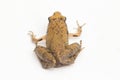 Java Rice Frog, Javan Chorus-frog, Microhyla achatina Javanese Narrow-mouthed Frog isolated on white background