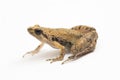 Java Rice Frog, Javan Chorus-frog, Microhyla achatina Javanese Narrow-mouthed Frog isolated on white background Royalty Free Stock Photo