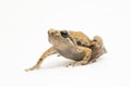 Java Rice Frog, Javan Chorus-frog, Microhyla achatina Javanese Narrow-mouthed Frog isolated on white background