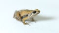 Java Rice Frog, Javan Chorus-frog, Microhyla achatina Javanese Narrow-mouthed Frog