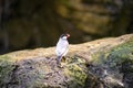 Java rice sparrow perched on a rock