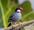 Java Sparrow bird