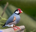 Java Sparrow bird