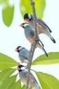 Java sparrow bird Royalty Free Stock Photo