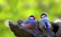 Java sparrow birds