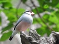 Java Sparrow Bird Royalty Free Stock Photo
